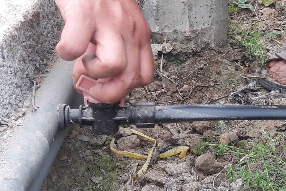 Chàng trai thu trăm triệu đồng từ ...cà chua, hoa hồng và dưa kim hoàng hậu - 3 Chàng trai thu trăm triệu đồng từ ...cà chua, hoa hồng và dưa kim hoàng hậu - 3