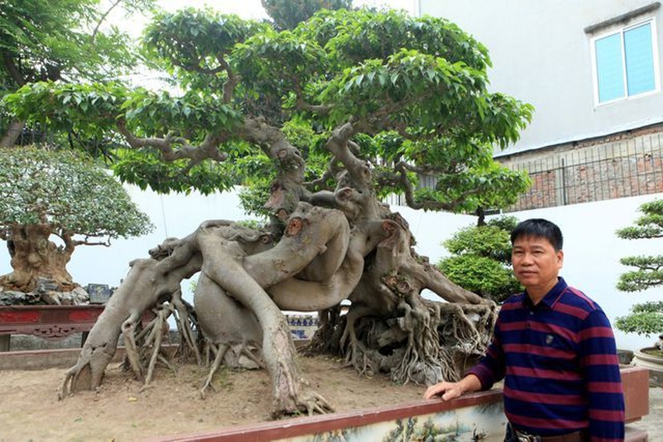 Choáng ngợp những vườn cây triệu đô độc nhất, vô nhị của đại gia Việt - 3 Choáng ngợp những vườn cây triệu đô độc nhất, vô nhị của đại gia Việt - 3