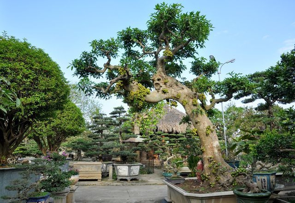 Choáng ngợp những vườn cây triệu đô độc nhất, vô nhị của đại gia Việt - 11 Choáng ngợp những vườn cây triệu đô độc nhất, vô nhị của đại gia Việt - 11