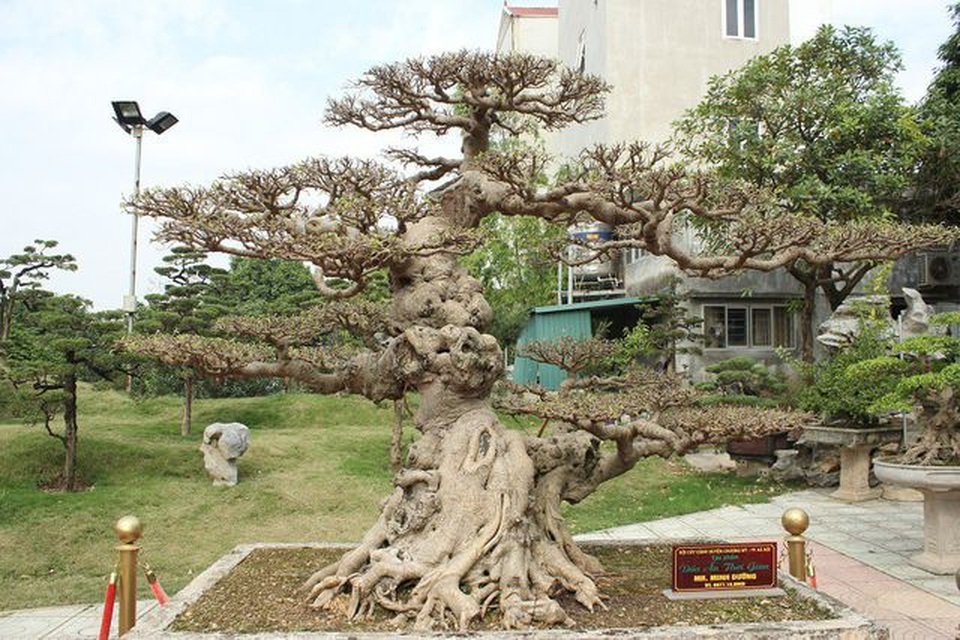 Choáng ngợp những vườn cây triệu đô độc nhất, vô nhị của đại gia Việt - 6 Choáng ngợp những vườn cây triệu đô độc nhất, vô nhị của đại gia Việt - 6