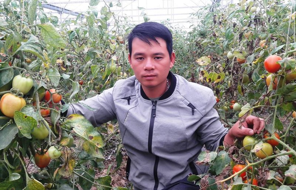 Chàng trai thu trăm triệu đồng từ ...cà chua, hoa hồng và dưa kim hoàng hậu - 4 Chàng trai thu trăm triệu đồng từ ...cà chua, hoa hồng và dưa kim hoàng hậu - 4