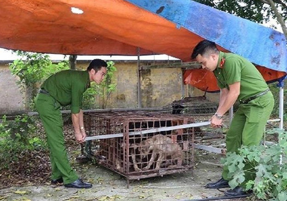 Vụ bé trai 7 tuổi bị chó cắn tử vong: Vẫn đang bàn xử lý trách nhiệm chủ đàn chó - 1 Vụ bé trai 7 tuổi bị chó cắn tử vong: Vẫn đang bàn xử lý trách nhiệm chủ đàn chó - 1