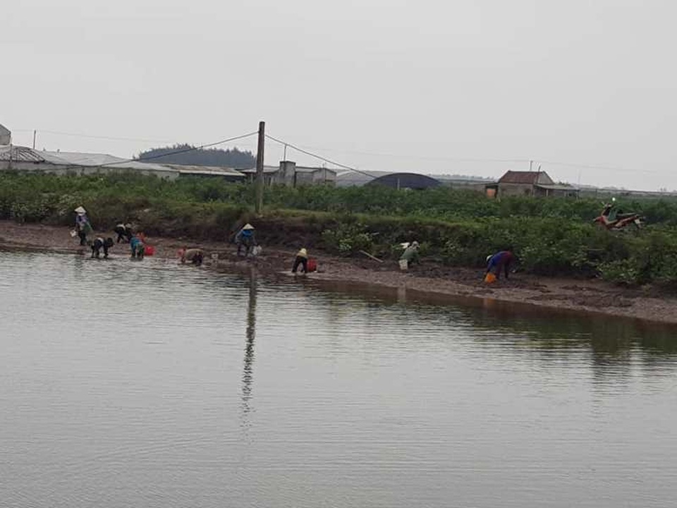 Thực hư thông tin hàng trăm người dân ra đầm “hôi” vạng - 2 Thực hư thông tin hàng trăm người dân ra đầm “hôi” vạng - 2