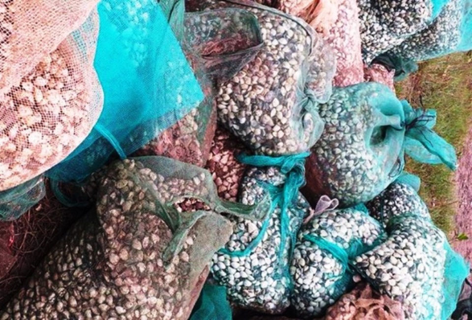 Thực hư thông tin hàng trăm người dân ra đầm “hôi” vạng - 3 Thực hư thông tin hàng trăm người dân ra đầm “hôi” vạng - 3