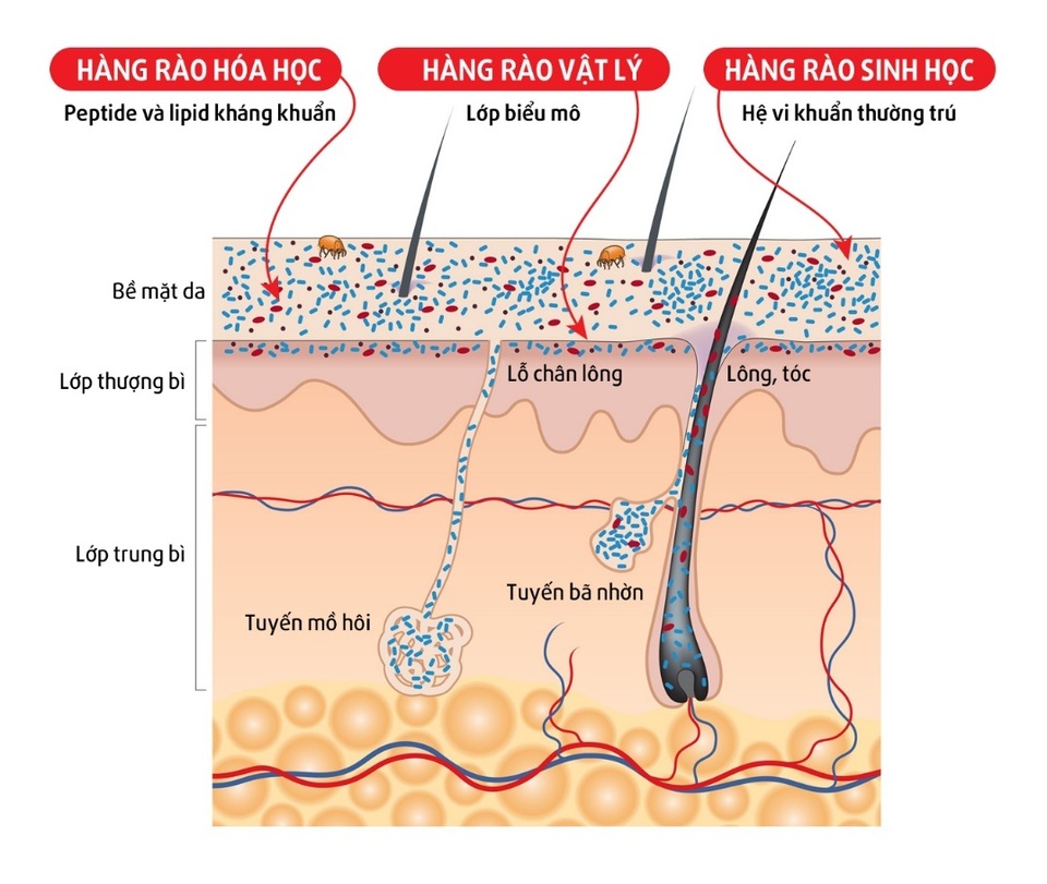 Đề kháng da – cơ chế đặc biệt chống lại vi khuẩn gây bệnh của hệ miễn dịch - 2 Đề kháng da – cơ chế đặc biệt chống lại vi khuẩn gây bệnh của hệ miễn dịch - 2