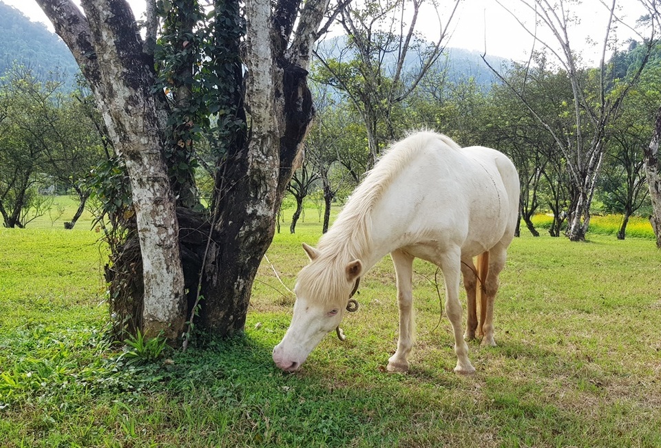 Ngắm đàn bạch mã gặm cỏ trong vườn đào đẹp như tranh ở Khánh Hòa - 4 Ngắm đàn bạch mã gặm cỏ trong vườn đào đẹp như tranh ở Khánh Hòa - 4