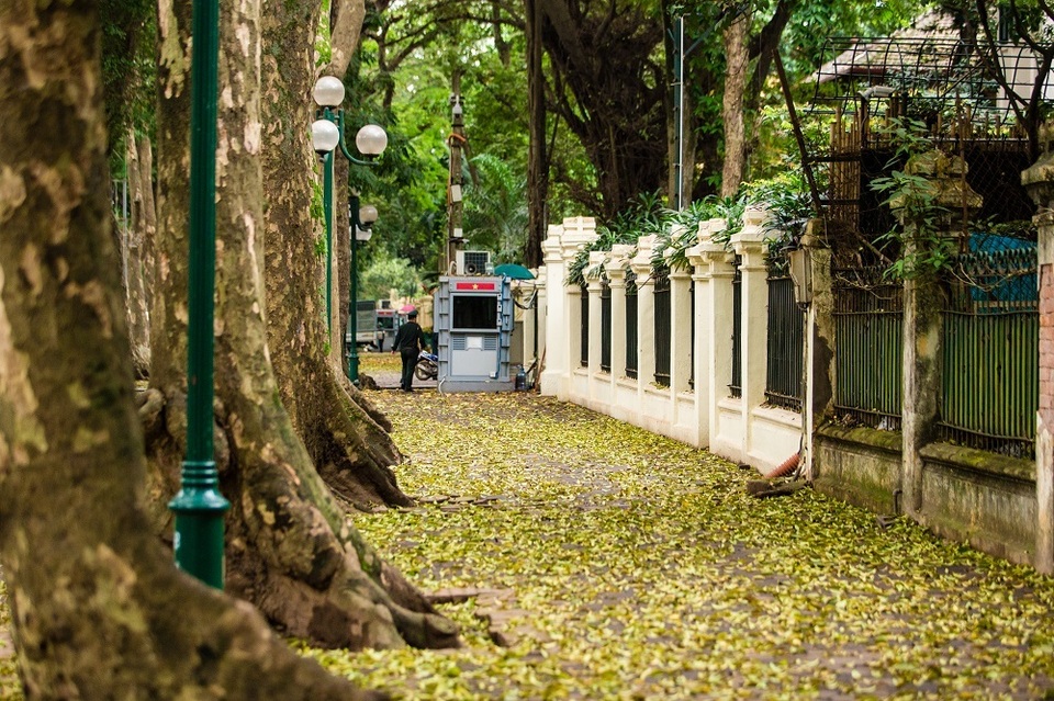 Ngẩn ngơ trước vẻ đẹp của phố phường Hà Nội mùa lá rụng - 3 Ngẩn ngơ trước vẻ đẹp của phố phường Hà Nội mùa lá rụng - 3
