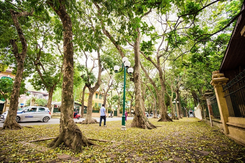 Ngẩn ngơ trước vẻ đẹp của phố phường Hà Nội mùa lá rụng - 4 Ngẩn ngơ trước vẻ đẹp của phố phường Hà Nội mùa lá rụng - 4