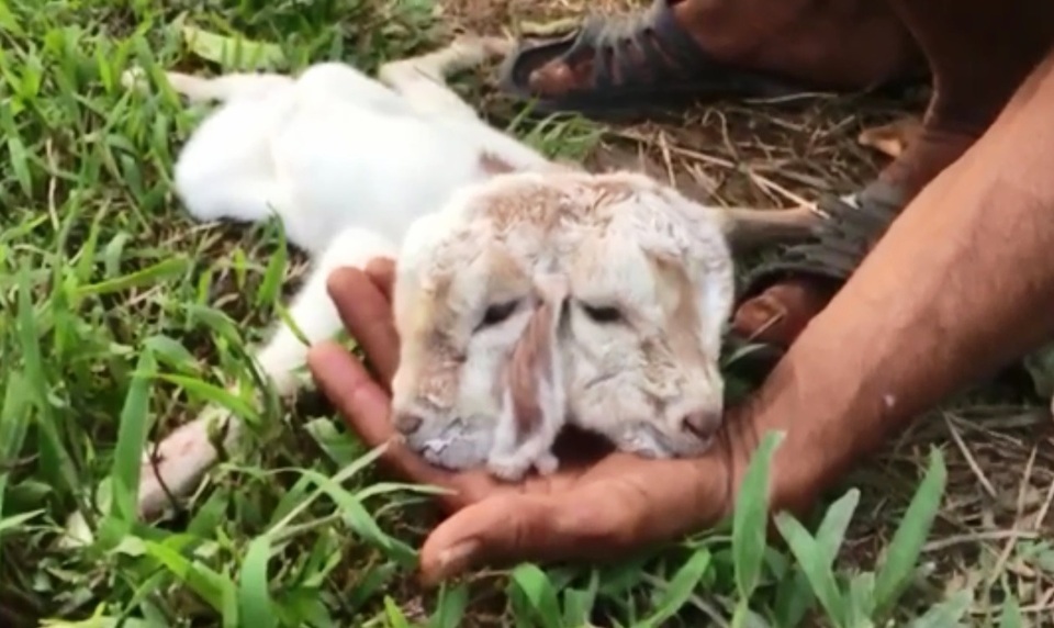 Người dân kéo nhau đi xem dê 2 đầu, 3 tai - 1 Người dân kéo nhau đi xem dê 2 đầu, 3 tai - 1