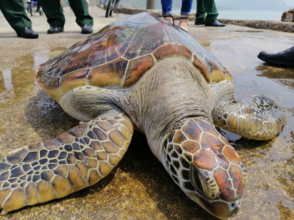 Thả rùa quý dính lưới ngư dân về với biển - 1