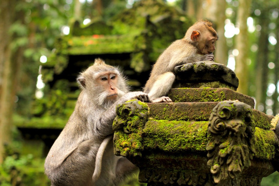 Ngoài biển đảo, Bali còn vô số điểm check in đẹp như mơ! - 16 Ngoài biển đảo, Bali còn vô số điểm check in đẹp như mơ! - 16
