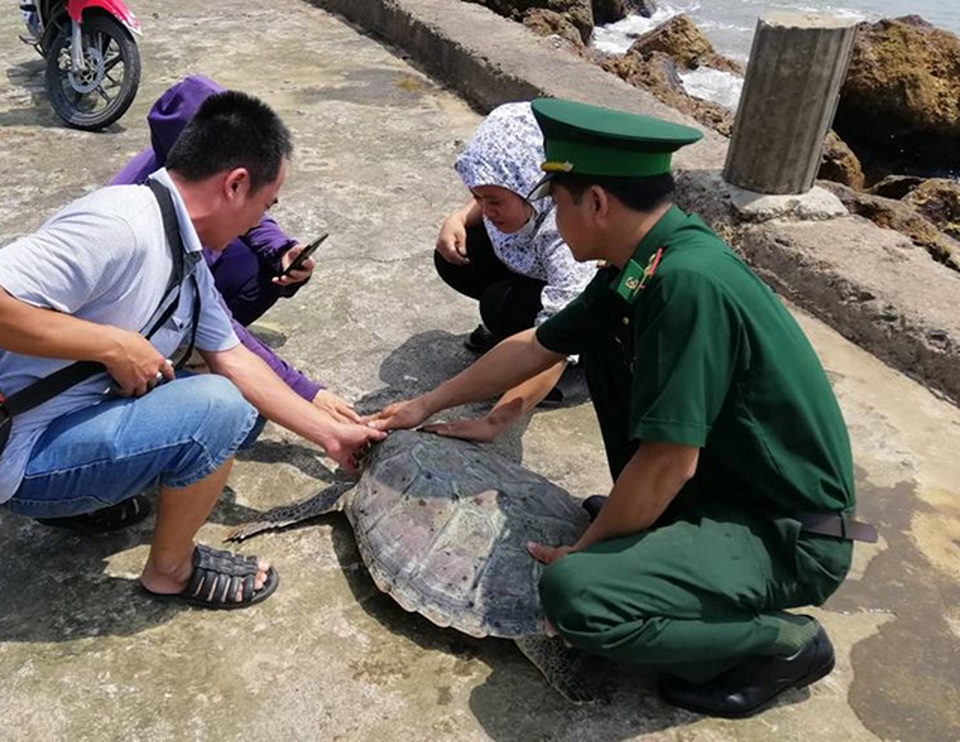 Thả rùa quý dính lưới ngư dân về với biển - 2
