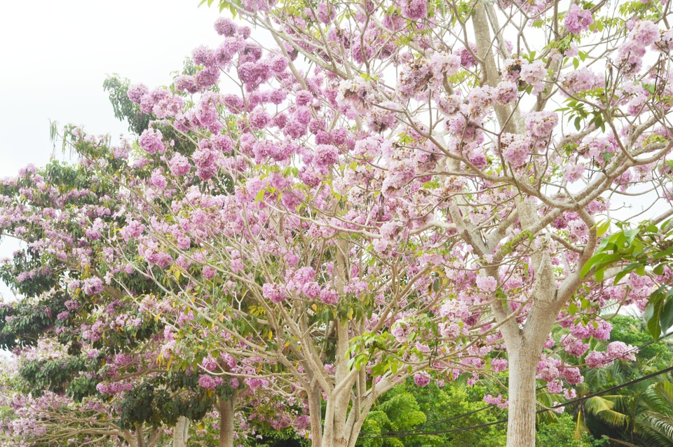 Mê mẩn với con đường hoa kèn hồng có “1-0-2” ở Sóc Trăng - 12 Mê mẩn với con đường hoa kèn hồng có “1-0-2” ở Sóc Trăng - 12