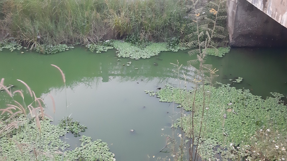 Đà Nẵng: Gần 2 km kênh đổi màu xanh bất thường và bốc mùi - 3