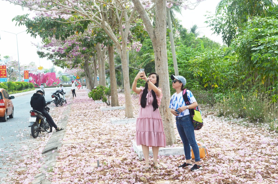 Mê mẩn với con đường hoa kèn hồng có “1-0-2” ở Sóc Trăng - 4 Mê mẩn với con đường hoa kèn hồng có “1-0-2” ở Sóc Trăng - 4