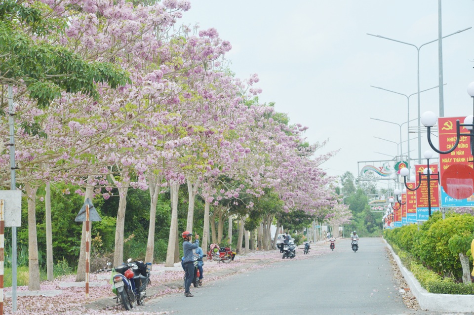 Mê mẩn với con đường hoa kèn hồng có “1-0-2” ở Sóc Trăng - 3 Mê mẩn với con đường hoa kèn hồng có “1-0-2” ở Sóc Trăng - 3