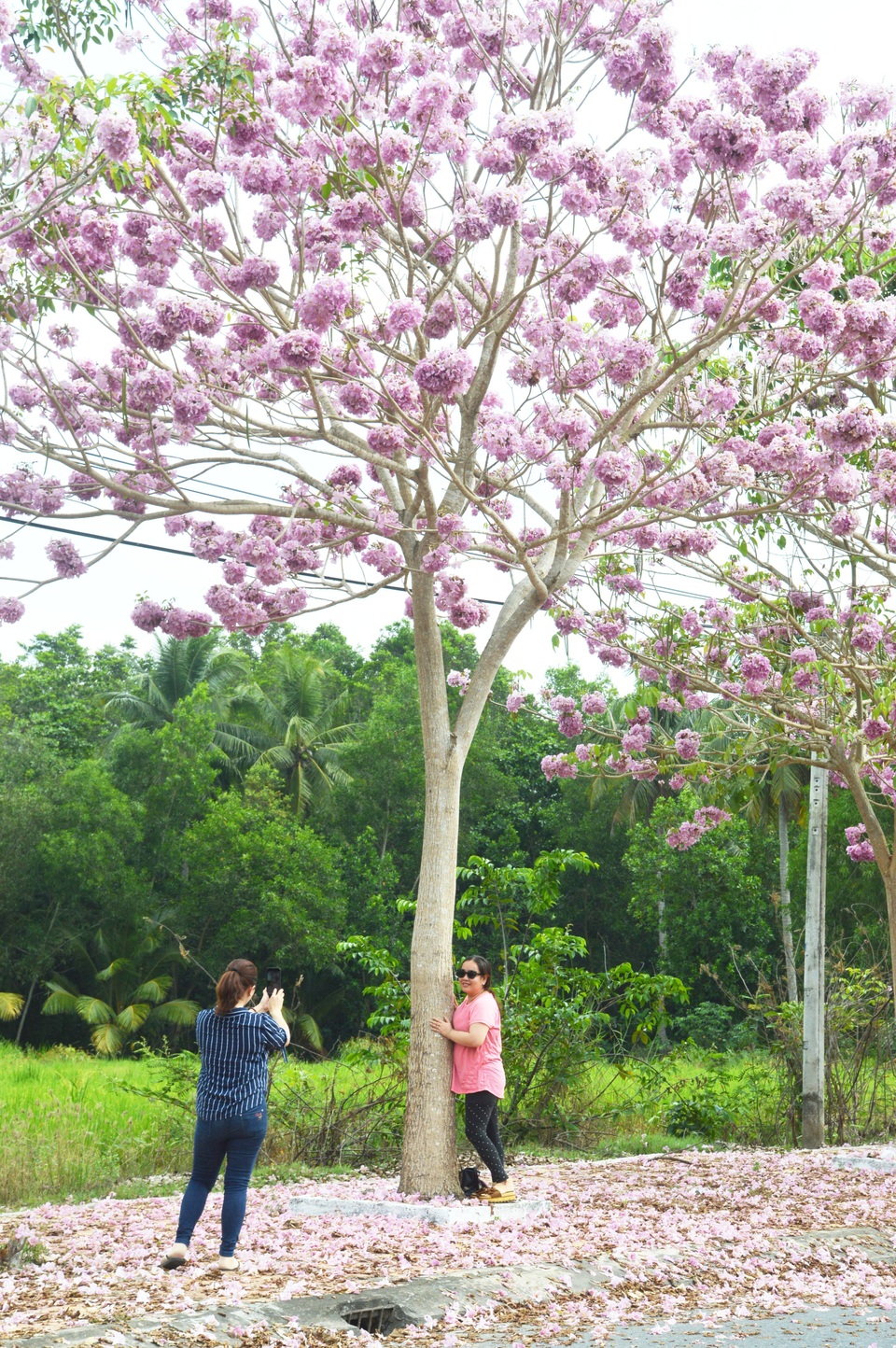 Mê mẩn với con đường hoa kèn hồng có “1-0-2” ở Sóc Trăng - 8 Mê mẩn với con đường hoa kèn hồng có “1-0-2” ở Sóc Trăng - 8