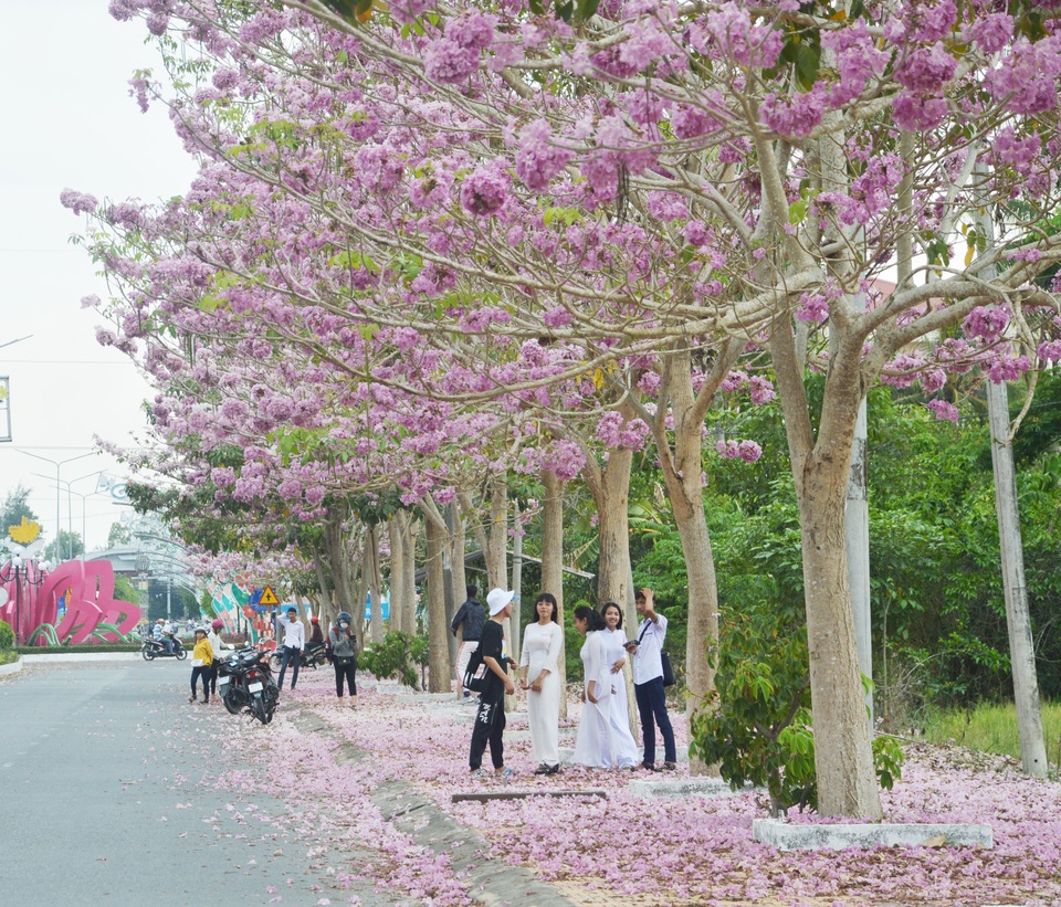 Mê mẩn với con đường hoa kèn hồng có “1-0-2” ở Sóc Trăng - 5 Mê mẩn với con đường hoa kèn hồng có “1-0-2” ở Sóc Trăng - 5