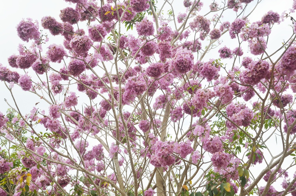 Mê mẩn với con đường hoa kèn hồng có “1-0-2” ở Sóc Trăng - 11 Mê mẩn với con đường hoa kèn hồng có “1-0-2” ở Sóc Trăng - 11