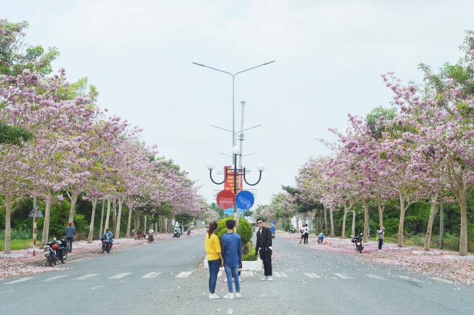 Mê mẩn với con đường hoa kèn hồng có “1-0-2” ở Sóc Trăng - 1 Mê mẩn với con đường hoa kèn hồng có “1-0-2” ở Sóc Trăng - 1