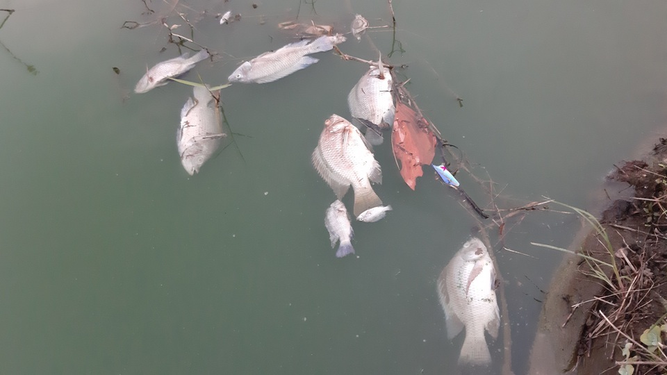 Đà Nẵng: Gần 2 km kênh đổi màu xanh bất thường và bốc mùi - 4