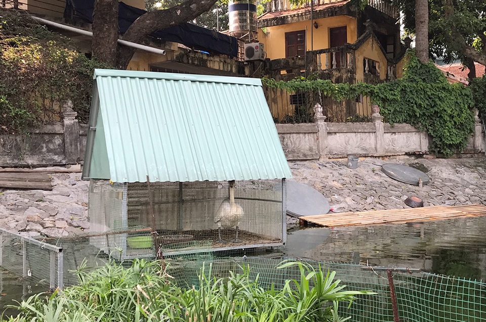 Hà Nội: Đàn thiên nga đẻ gần 20 quả trứng ở hồ Thiền Quang - 1 Hà Nội: Đàn thiên nga đẻ gần 20 quả trứng ở hồ Thiền Quang - 1
