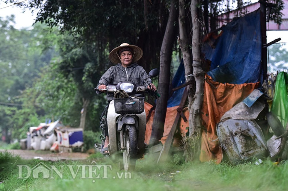 Vào rừng hái lá chuối bán 10.000 đồng/kg hết vèo - 1 Vào rừng hái lá chuối bán 10.000 đồng/kg hết vèo - 1