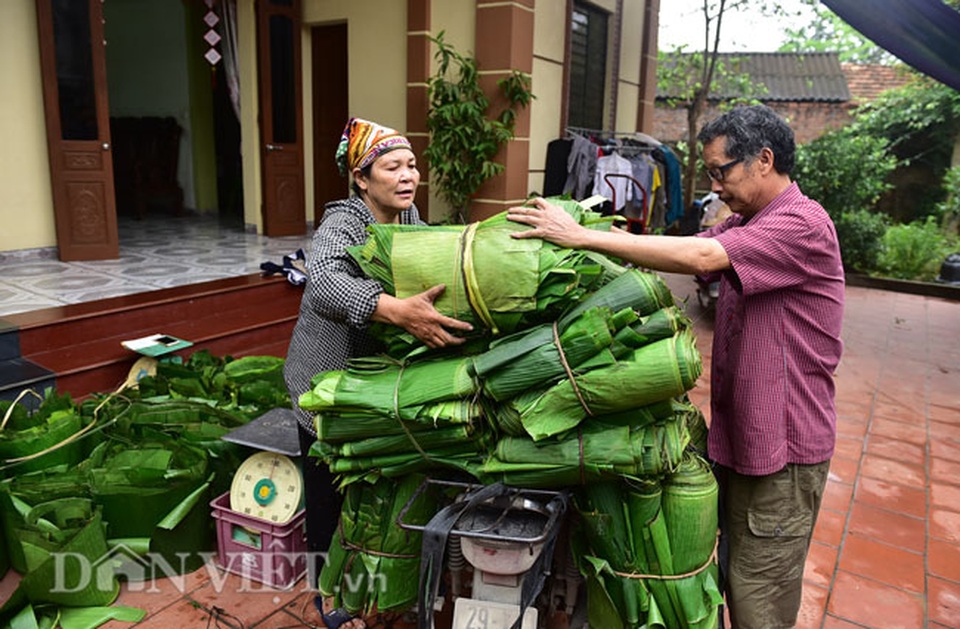Vào rừng hái lá chuối bán 10.000 đồng/kg hết vèo - 11 Vào rừng hái lá chuối bán 10.000 đồng/kg hết vèo - 11