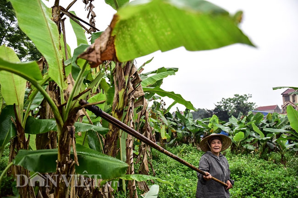 Vào rừng hái lá chuối bán 10.000 đồng/kg hết vèo - 2 Vào rừng hái lá chuối bán 10.000 đồng/kg hết vèo - 2