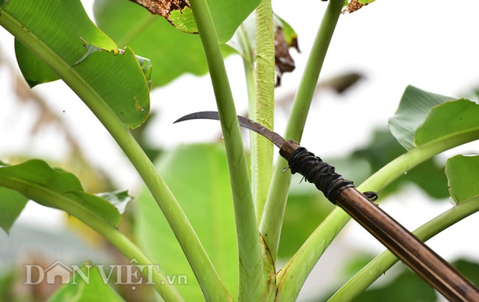 Vào rừng hái lá chuối bán 10.000 đồng/kg hết vèo - 3 Vào rừng hái lá chuối bán 10.000 đồng/kg hết vèo - 3