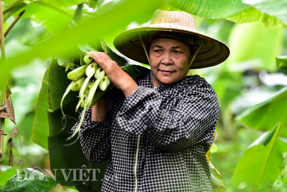 Vào rừng hái lá chuối bán 10.000 đồng/kg hết vèo - 6 Vào rừng hái lá chuối bán 10.000 đồng/kg hết vèo - 6