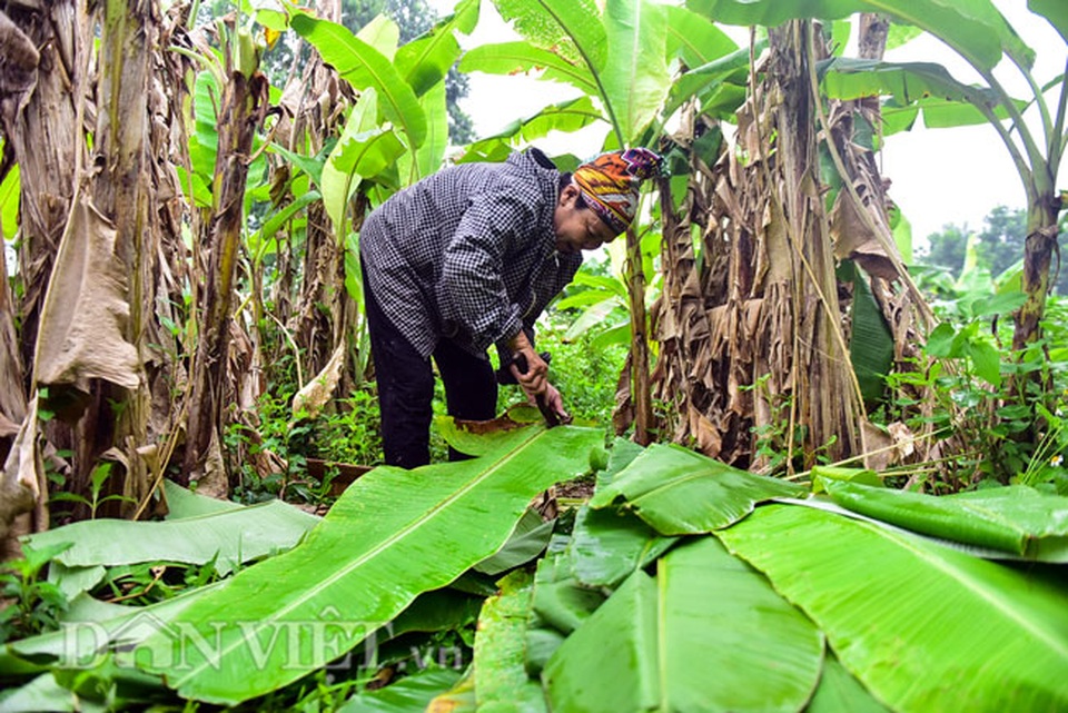 Vào rừng hái lá chuối bán 10.000 đồng/kg hết vèo - 7 Vào rừng hái lá chuối bán 10.000 đồng/kg hết vèo - 7