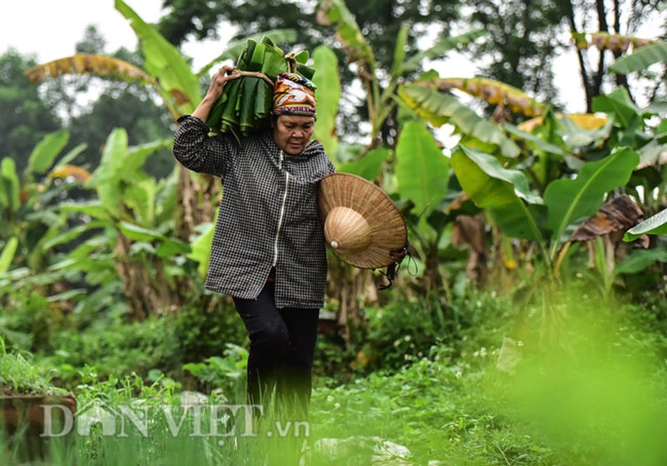 Vào rừng hái lá chuối bán 10.000 đồng/kg hết vèo - 8 Vào rừng hái lá chuối bán 10.000 đồng/kg hết vèo - 8