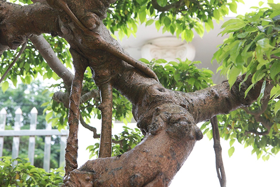 Sanh cổ vua Bảo Đại từng chơi, thời điểm “sốt” được định giá trên 30 tỷ đồng - 12 Sanh cổ vua Bảo Đại từng chơi, thời điểm “sốt” được định giá trên 30 tỷ đồng - 12