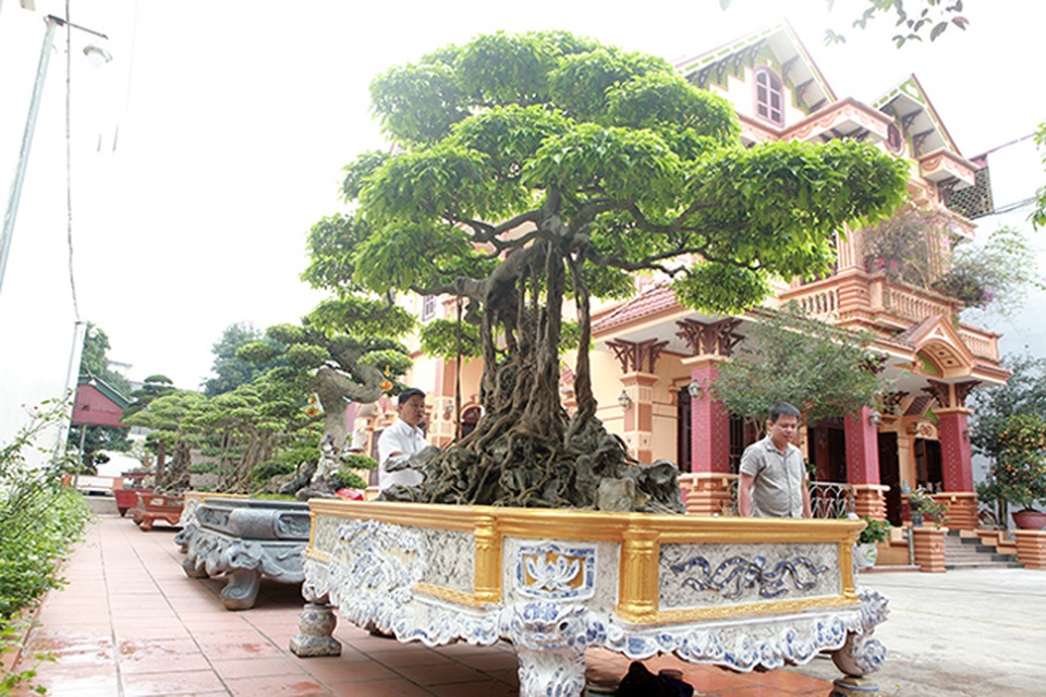 Sanh cổ vua Bảo Đại từng chơi, thời điểm “sốt” được định giá trên 30 tỷ đồng - 2 Sanh cổ vua Bảo Đại từng chơi, thời điểm “sốt” được định giá trên 30 tỷ đồng - 2