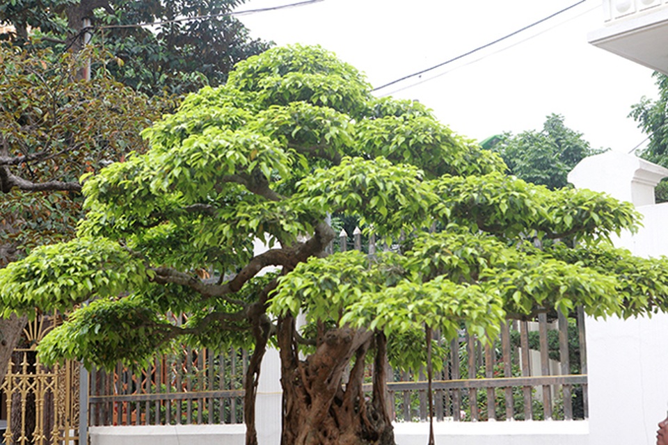 Sanh cổ vua Bảo Đại từng chơi, thời điểm “sốt” được định giá trên 30 tỷ đồng - 7 Sanh cổ vua Bảo Đại từng chơi, thời điểm “sốt” được định giá trên 30 tỷ đồng - 7