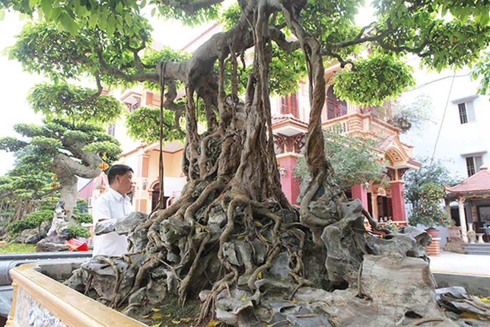 Sanh cổ vua Bảo Đại từng chơi, thời điểm “sốt” được định giá trên 30 tỷ đồng - 8 Sanh cổ vua Bảo Đại từng chơi, thời điểm “sốt” được định giá trên 30 tỷ đồng - 8