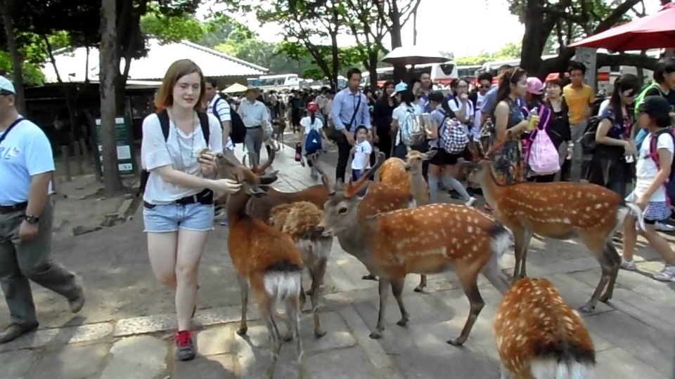 Khám phá vùng đất có những chú hươu lễ phép, tuân thủ luật giao thông - 2 Khám phá vùng đất có những chú hươu lễ phép, tuân thủ luật giao thông - 2