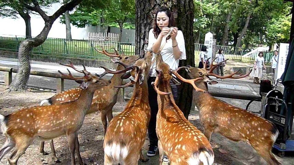 Khám phá vùng đất có những chú hươu lễ phép, tuân thủ luật giao thông - 4 Khám phá vùng đất có những chú hươu lễ phép, tuân thủ luật giao thông - 4