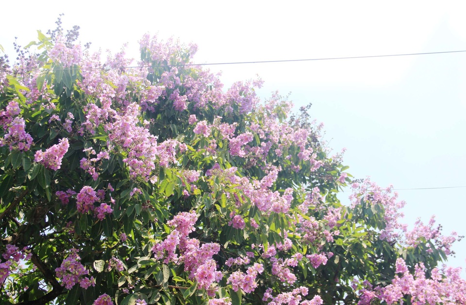 Sắc tím bằng lăng nhuộm màu Thành cổ Quảng Trị - 5 Sắc tím bằng lăng nhuộm màu Thành cổ Quảng Trị - 5