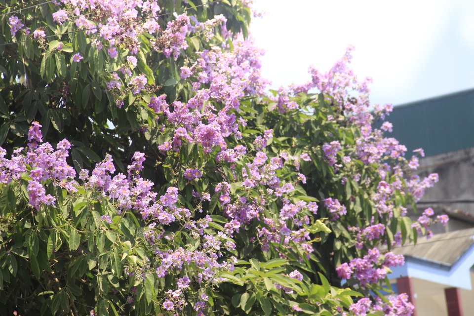 Sắc tím bằng lăng nhuộm màu Thành cổ Quảng Trị - 6 Sắc tím bằng lăng nhuộm màu Thành cổ Quảng Trị - 6