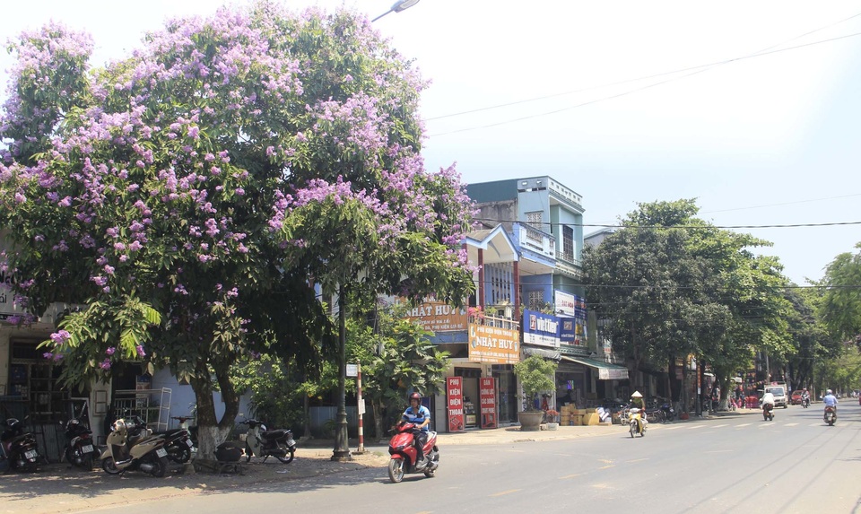 Sắc tím bằng lăng nhuộm màu Thành cổ Quảng Trị - 2 Sắc tím bằng lăng nhuộm màu Thành cổ Quảng Trị - 2
