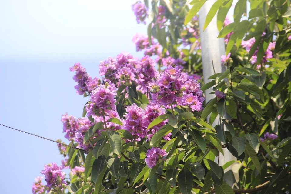 Sắc tím bằng lăng nhuộm màu Thành cổ Quảng Trị - 7 Sắc tím bằng lăng nhuộm màu Thành cổ Quảng Trị - 7