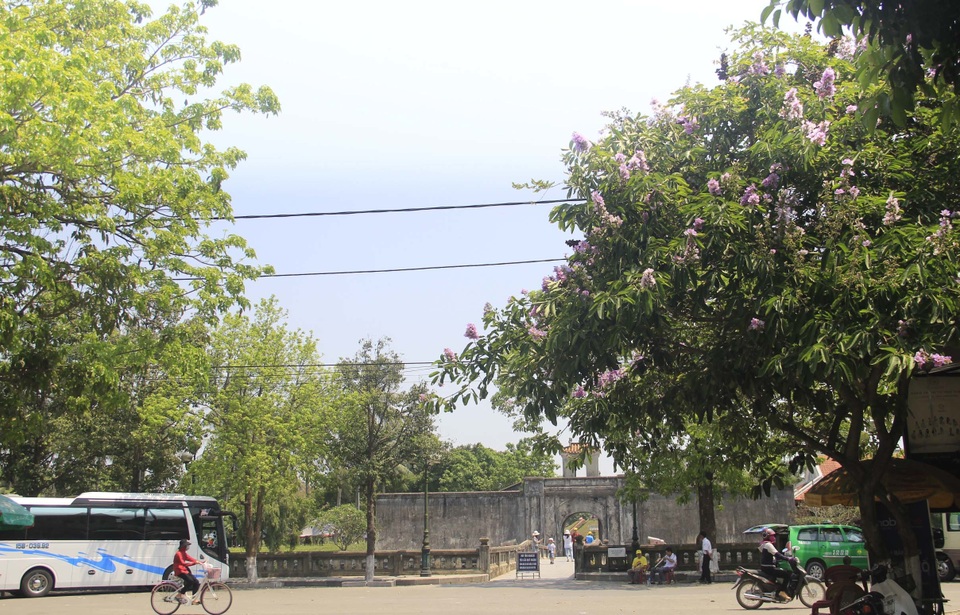 Sắc tím bằng lăng nhuộm màu Thành cổ Quảng Trị - 1 Sắc tím bằng lăng nhuộm màu Thành cổ Quảng Trị - 1