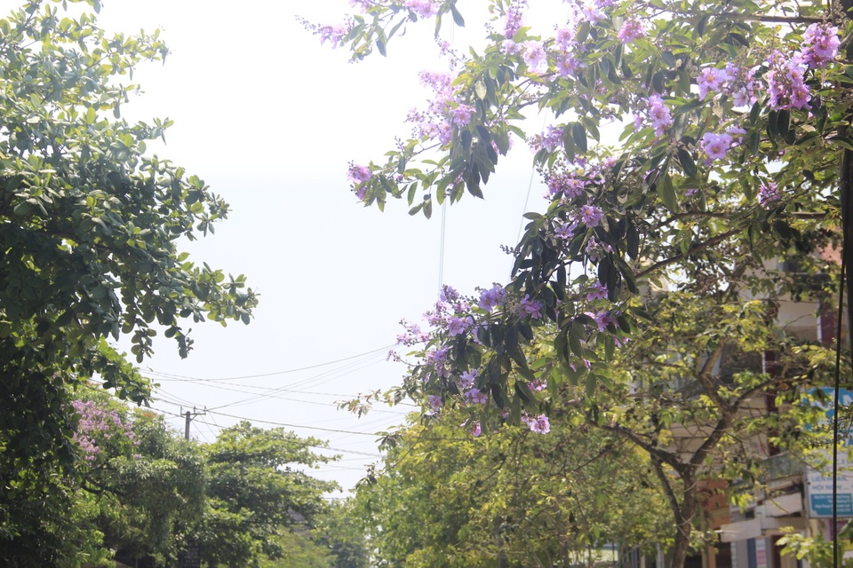 Sắc tím bằng lăng nhuộm màu Thành cổ Quảng Trị - 9 Sắc tím bằng lăng nhuộm màu Thành cổ Quảng Trị - 9