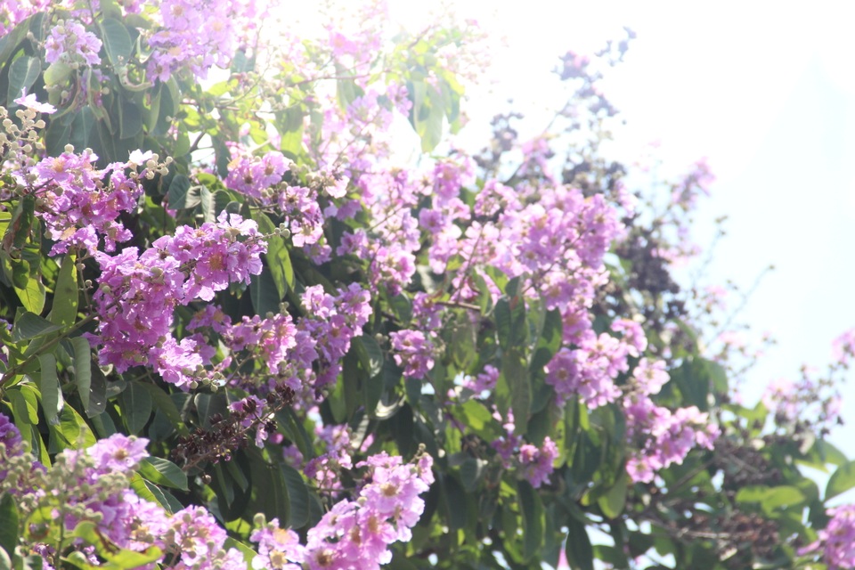 Sắc tím bằng lăng nhuộm màu Thành cổ Quảng Trị - 4 Sắc tím bằng lăng nhuộm màu Thành cổ Quảng Trị - 4