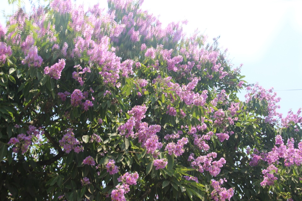 Sắc tím bằng lăng nhuộm màu Thành cổ Quảng Trị - 3 Sắc tím bằng lăng nhuộm màu Thành cổ Quảng Trị - 3