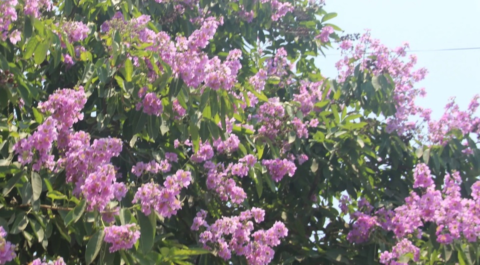 Sắc tím bằng lăng nhuộm màu Thành cổ Quảng Trị - 10 Sắc tím bằng lăng nhuộm màu Thành cổ Quảng Trị - 10