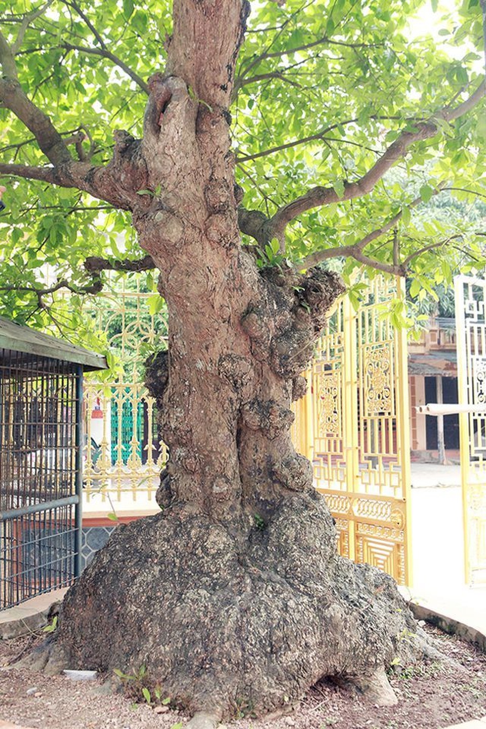 “Cụ” lộc vừng trả 8 tỷ đồng không bán; Chị em bán chè mùa nóng lãi cả trăm triệu đồng - 2 “Cụ” lộc vừng trả 8 tỷ đồng không bán; Chị em bán chè mùa nóng lãi cả trăm triệu đồng - 2
