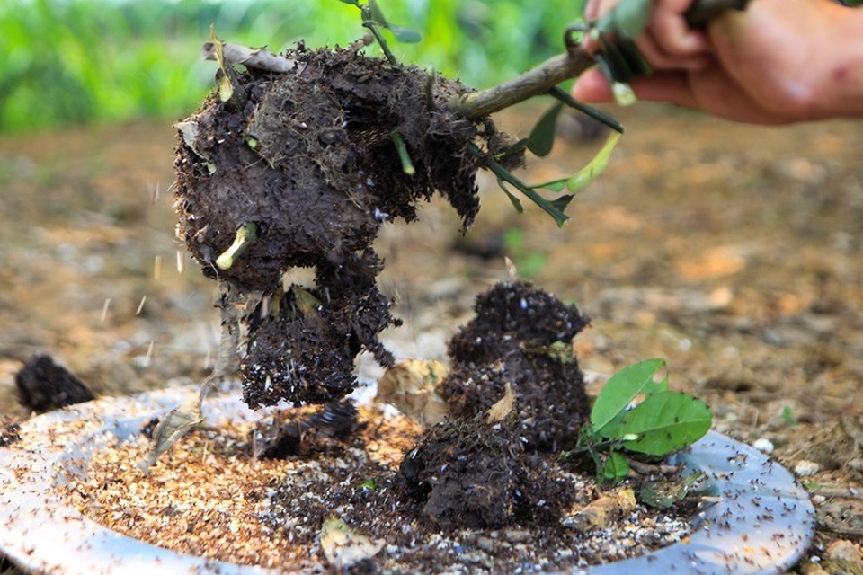 Săn trứng kiến làm món ăn đặc sản ở ngoại thành Hà Nội - 6 Săn trứng kiến làm món ăn đặc sản ở ngoại thành Hà Nội - 6